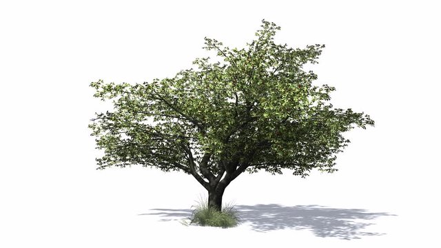 3D animated Cherry tree with wind effect and shadows on white background