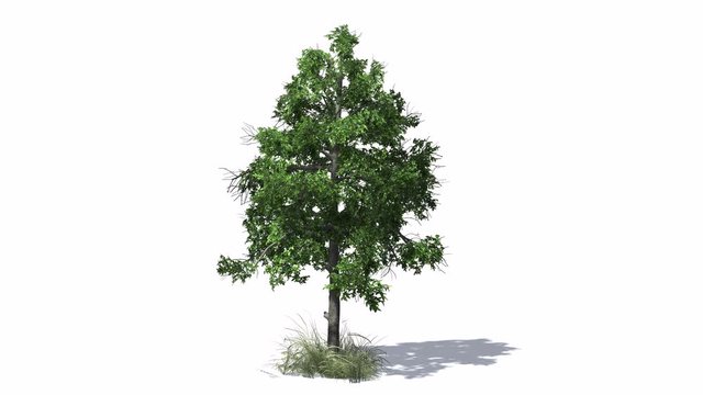 3D animated Black Gum tree with wind effect and shadows on white background
