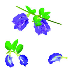 blue; flower; isolated; vivid; anxiolytic; bush; fence; nitrogen-fixing; cooking; family; foliage; latin; india; flora; botanic; pigment; dye; butterfly-pea; park; beautiful
