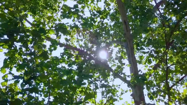 Sun Flickers Though The Trees As aThe Wind Blows The Leaves And Branches Around. Exterior, Day, Static, Wide Shot, Low Angle.