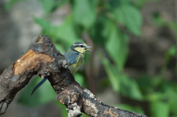 African blue tit Cyanistes teneriffae hedwigii calling. Las Brujas Mountain. Integral Natural Reserve of Inagua. Tejeda. Gran Canaria. Canary Islands. Spain.