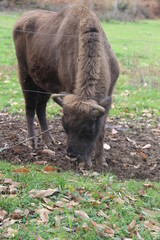 Fototapeta premium Búfalo