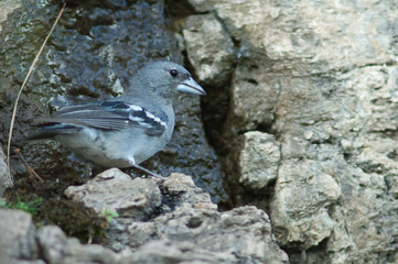 	 Male Gran Canaria blue chaffinch (Fringilla polatzeki) drinking water. Las Brujas Mountain. Integral Natural Reserve of Inagua. Tejeda. Gran Canaria. Canary Islands. Spain.
