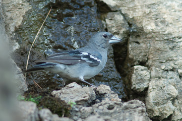 Male Gran Canaria blue chaffinch (Fringilla polatzeki) drinking water. Las Brujas Mountain. Integral Natural Reserve of Inagua. Tejeda. Gran Canaria. Canary Islands. Spain.