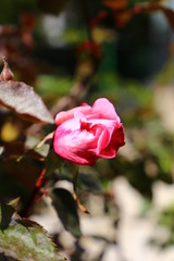Rosa