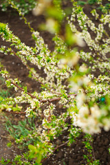 green leaves in the garden
