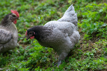 hen grazing freely in the field