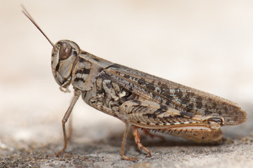 Canarian grasshopper Calliptamus plebeius. Cruz de Pajonales. Integral Natural Reserve of Inagua. Tejeda. Gran Canaria. Canary Islands. Spain.