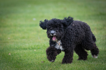 Black poodle puppy