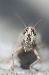 Front view of a Canarian grasshopper Calliptamus plebeius. Cruz de Pajonales. Integral Natural...