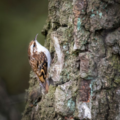 British Tree Crawler