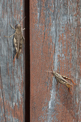 Canarian grasshoppers Calliptamus plebeius on a wooden door. Cruz de Pajonales. Tejeda. Gran Canaria. Canary Islands. Spain.