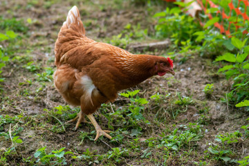 hen grazing freely in the field