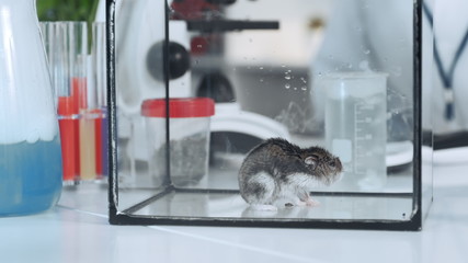 Close up of mouse in glass container after experiment in chemistry lab. In the background there are different tubes.