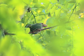 a lineated barbet (psilopogon lineatus) is sitting on a tree in summer season, coutryside of west bengal in india