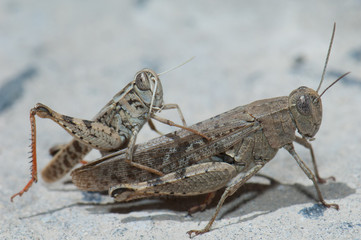 Canarian grasshoppers Calliptamus plebeius copulating. Cruz de Pajonales. Integral Natural Reserve...