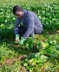 Men gardeners during harvestung of fresh spinach