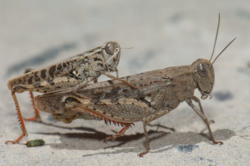 Canarian grasshoppers Calliptamus plebeius copulating. Cruz de Pajonales. Integral Natural Reserve of Inagua. Tejeda. Gran Canaria. Canary Islands. Spain.