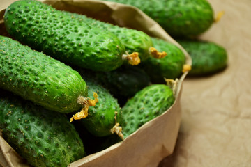 Cucumbers from farmers market. Fresh cucumbers. Pickle cucumbers. Organic vegetables. Salad ingredients.