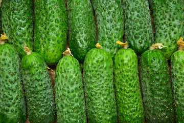 Cucumbers from farmers market. Fresh cucumbers. Pickle cucumbers. Organic vegetables. Salad ingredients.