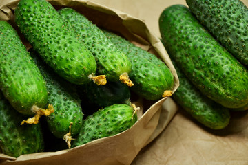 Cucumbers from farmers market. Fresh cucumbers. Pickle cucumbers. Organic vegetables. Salad ingredients.