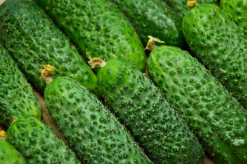 Cucumbers from farmers market. Fresh cucumbers. Pickle cucumbers. Organic vegetables. Salad ingredients.