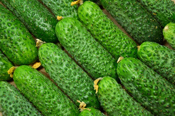 Cucumbers from farmers market. Fresh cucumbers. Pickle cucumbers. Organic vegetables. Salad ingredients.