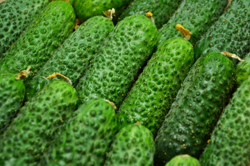 Cucumbers from farmers market. Fresh cucumbers. Pickle cucumbers. Organic vegetables. Salad ingredients.