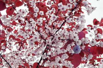Buds of flowers on a branch in the spring