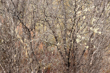 Tree branch background