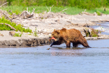 Ruling the landscape, brown bears of Kamchatka (Ursus arctos beringianus)