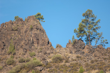 Fototapeta na wymiar Cliff and Canary Island pine Pinus canariensis. The Nublo Rural Park. Aldea de San Nicolas de Tolentino. Gran Canaria. Canary Islands. Spain.