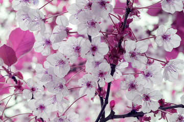 Buds of flowers on a branch in the spring