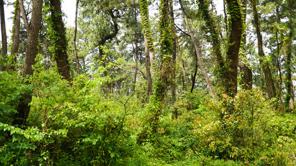 Fototapeta premium 松の防風林