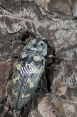 Jewel beetle Buprestis bertheloti. Las Brujas Mountain. Integral Natural Reserve of Inagua. Gran Canaria. Canary Islands. Spain.