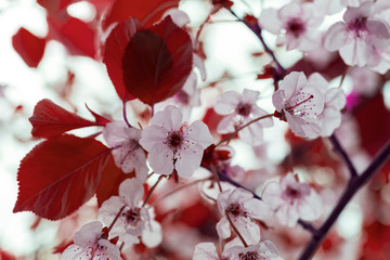 Buds of flowers on a branch in the spring