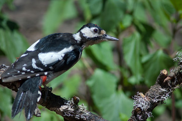Juvenile great spotted woodpecker Dendrocopos major thanneri. Las Brujas Mountain. Integral Natural Reserve of Inagua. Tejeda. Gran Canaria. Canary Islands. Spain.