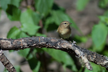 Canary Islands chiffchaff Phylloscopus canariensis on a branch. Las Brujas Mountain. Integral Natural Reserve of Inagua. Tejeda. Gran Canaria. Canary Islands. Spain.