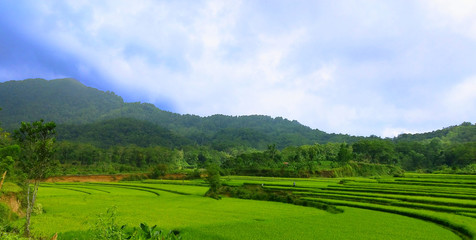 landscape with green field and blue sky