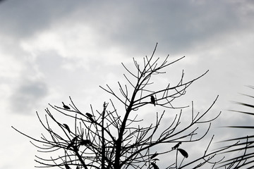Silhouette birds on tree