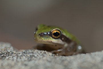 Mediterranean tree frog Hyla meridionalis. The Nublo Rural Park. Gran Canaria. Canary Islands. Spain.