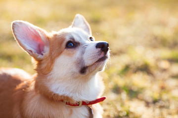 Corgi dog portrait. Close up of cute corgi face. Red dog-collar. Blur background. Pet care concept.