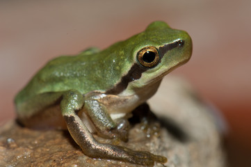 Mediterranean tree frog Hyla meridionalis with the twisted hind leg. The Nublo Rural Park. Gran Canaria. Canary Islands. Spain.