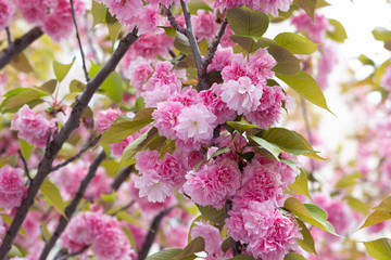 Buds of flowers on a branch in the spring