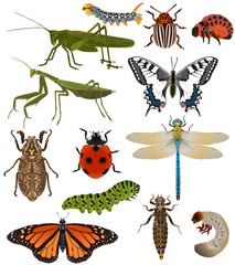 Collection of insects in colour image: grasshopper, caterpillar, mantis, ladybug (ladybird), butterfly (swallowtail, machaon, monarch), dragonfly, colorado beetle, june bug