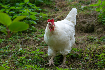 hen grazing freely in the field