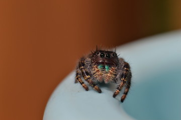 bold jumping spider