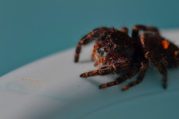 bold jumping spider