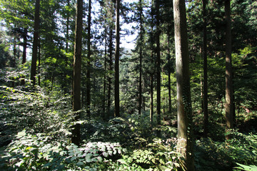 Fototapeta premium Forest in the morning. Changsung, South Korea