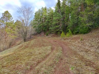 Obraz premium road near the forest with green pines against the blue sky